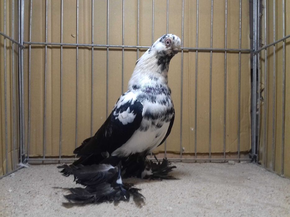 Motyl motyle samiec 2025 gołębie ozdobne