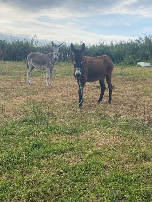 Burros e burras mansos