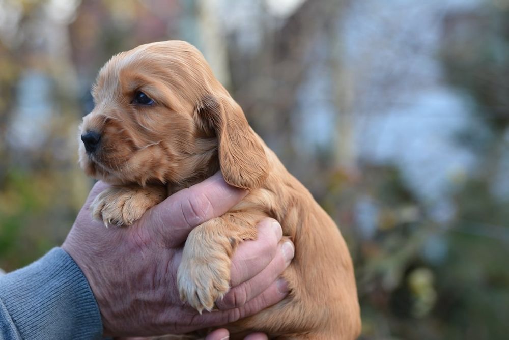 Cocker Spaniel Angielski ZKwP/FCI