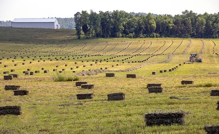 Сено в тюках с доставкой на дом. Сіно в тюках лугове, солома в тюках.