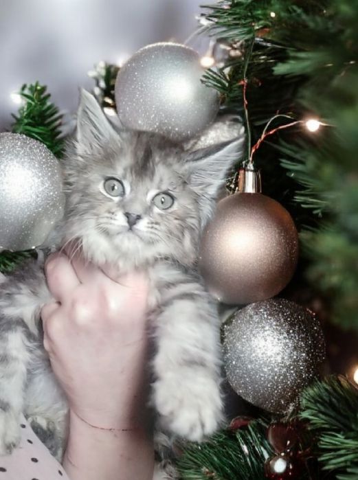 Свободны красотки девчушки