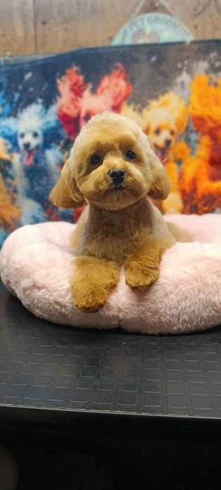 Той пудель супер міні дівчинка