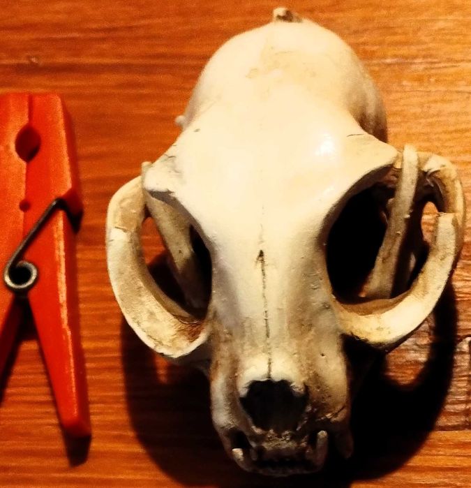 Caveira Gato Cranio Skull Gesso