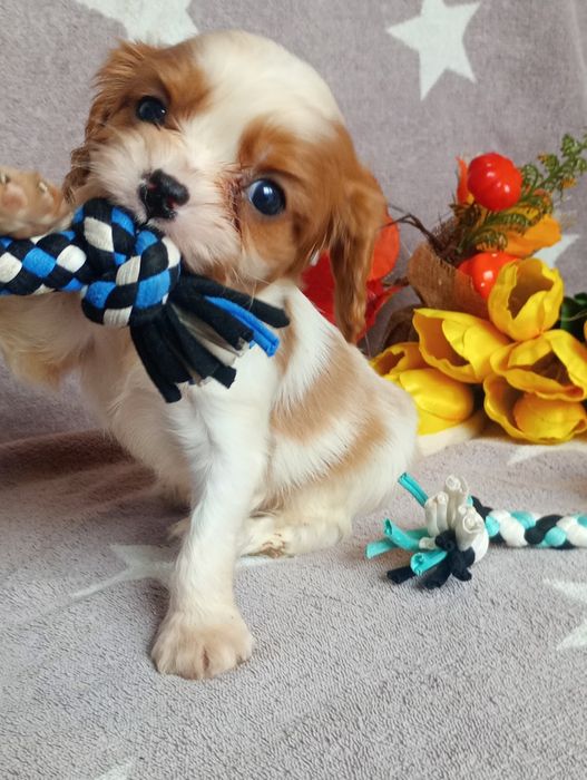Cavalier kinng spaniel chlopak