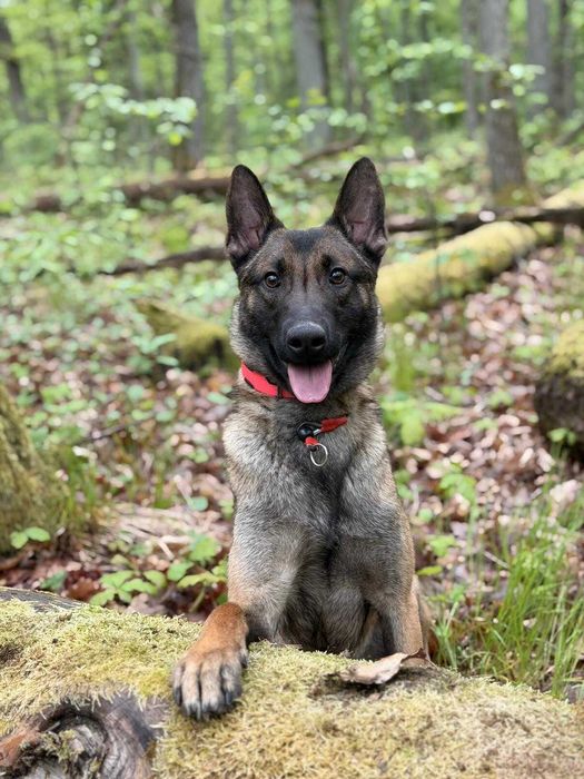 Owczarek bejgijski do świadomej adopcji!