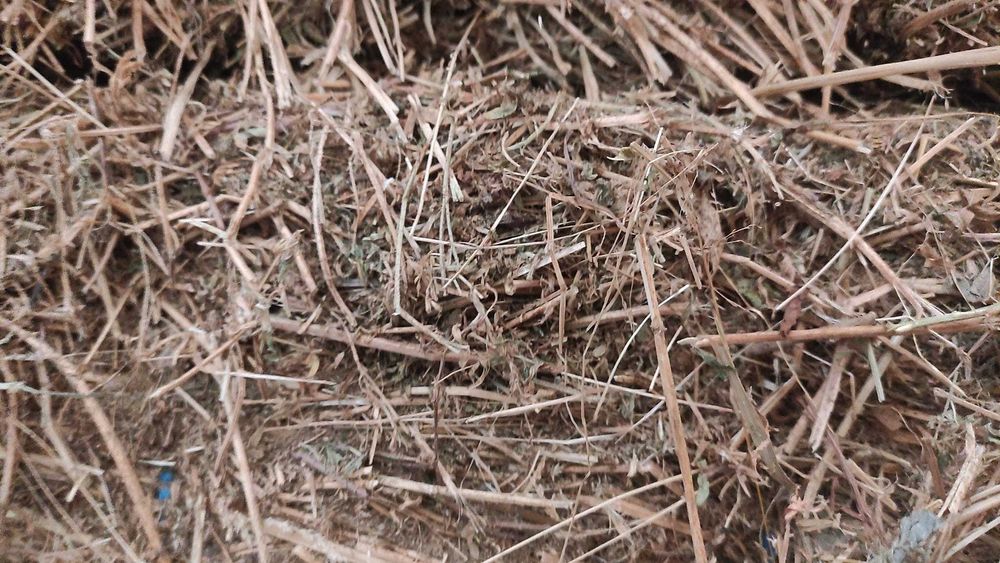 Fardos de Palha de trigo, cevada, feno e luzerna