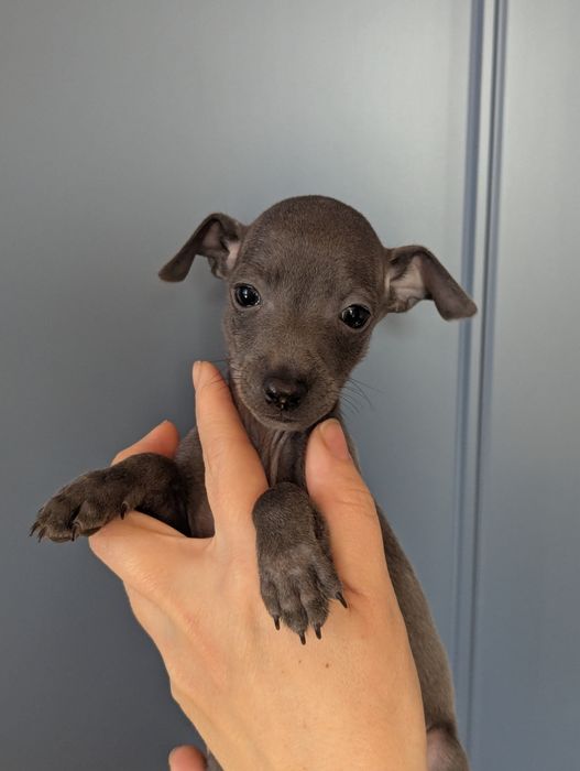 Цуценята левретки, документи КСУ, Київ.