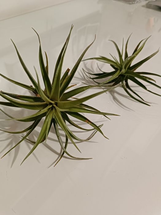 Plantas aéreas - tillandsias
