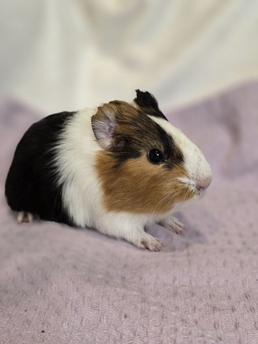 Морские свинки, малыши