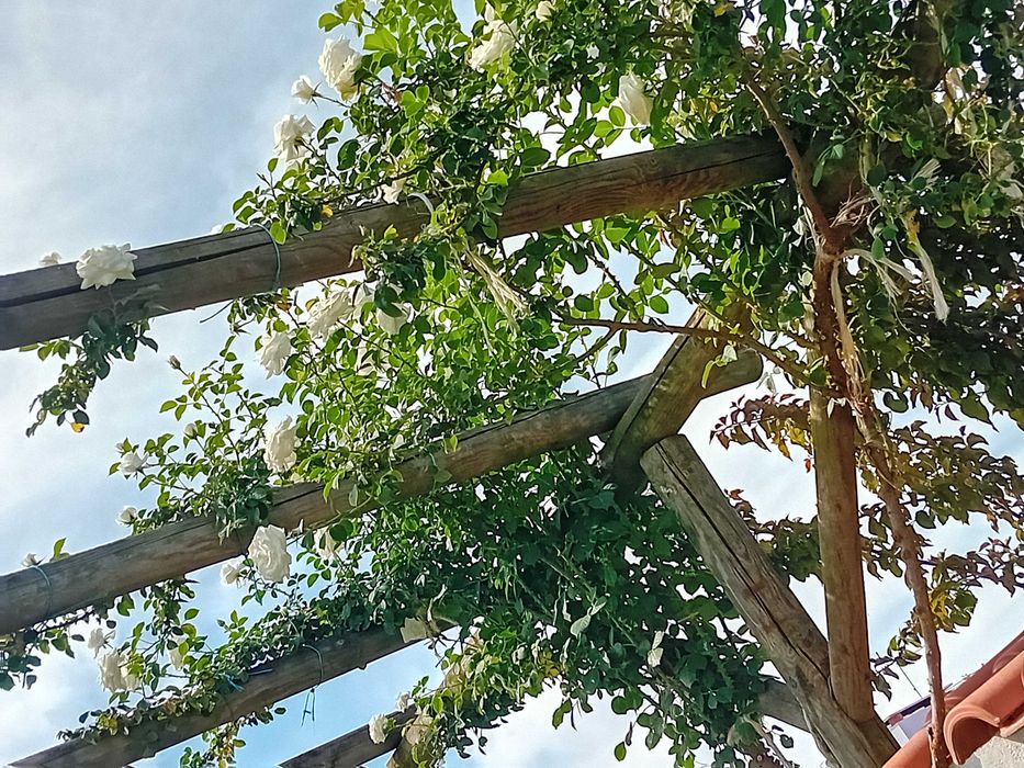 Roseira trepadeira branca