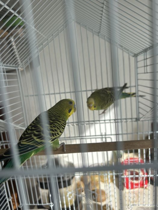 Casal de dois periquitos