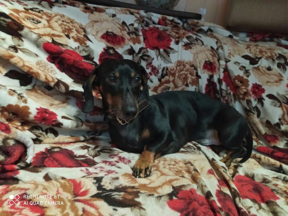 Мальчик 5 лет ищет девочку