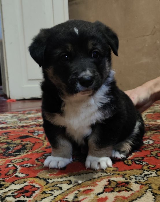 Цуценя шукає сім'ю