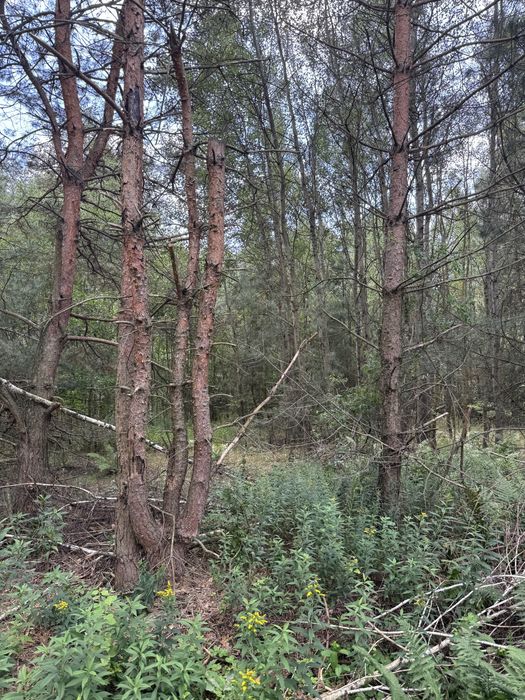 Oddam drzewo za wycinkę - 2000m2 lasu