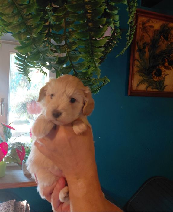 Maltipoo - suczka kremowa