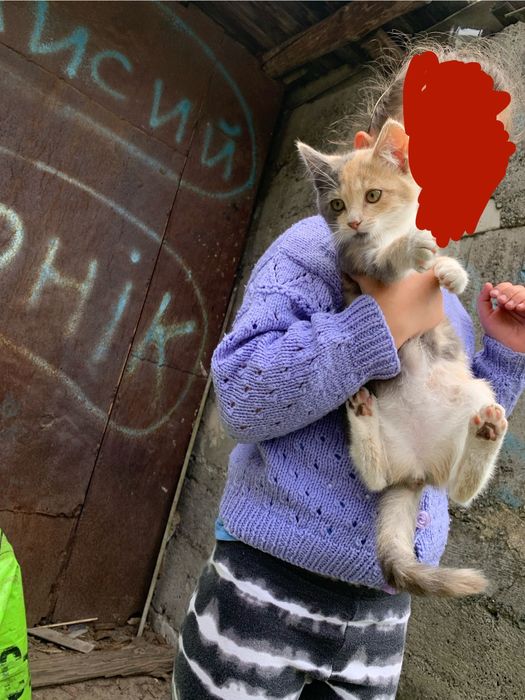 кіт в добрі руки