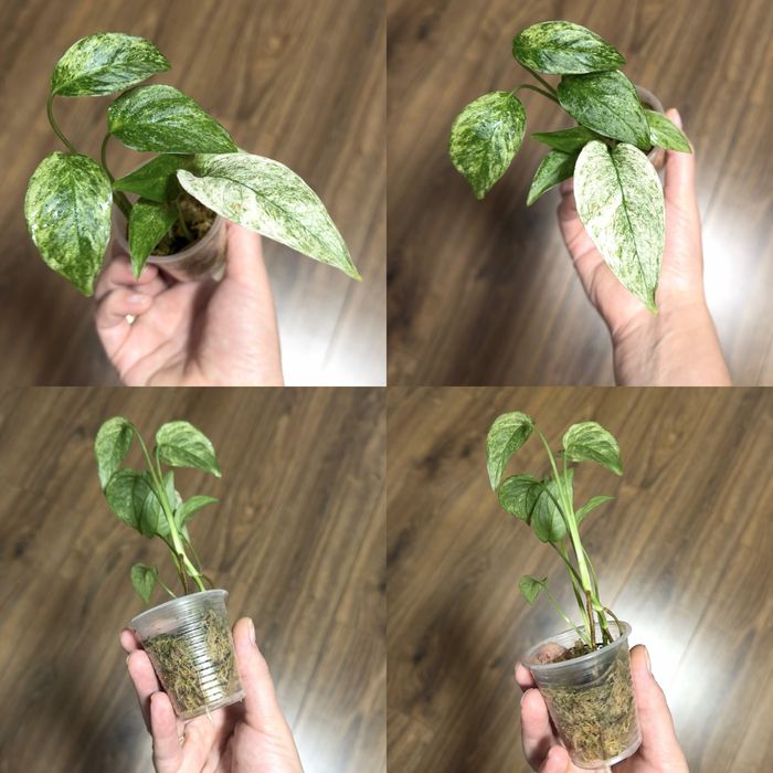 Monstera Thunderbolt, Vietciosa, Full Mint