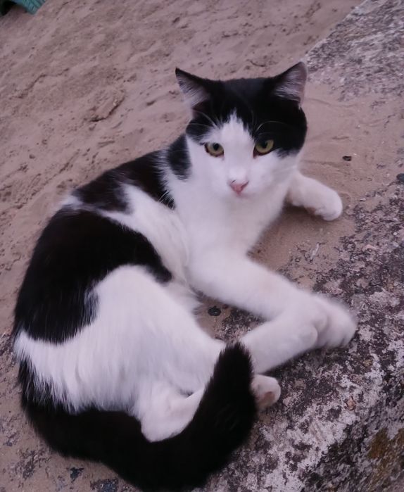Котик хлопчик 6-7 міс невеличкий
