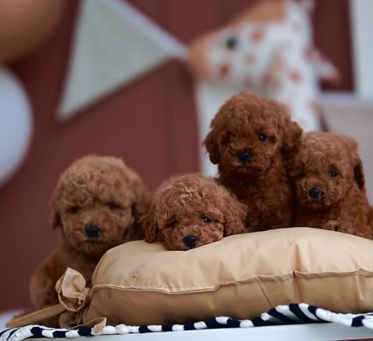 Солодкі малюки той пудель