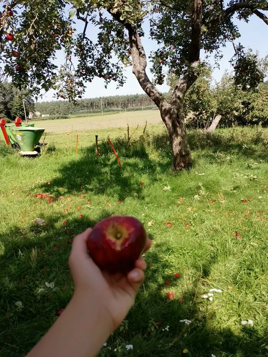 Jabłka malinówki