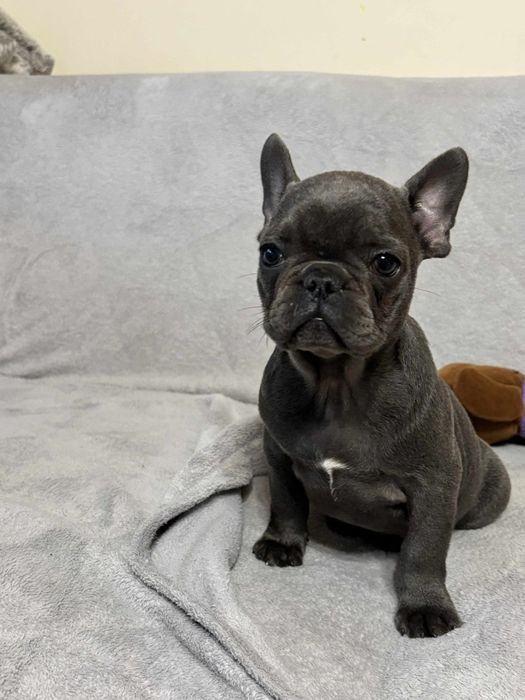 Buldog Francuski suczka niebieska Elza rodowód