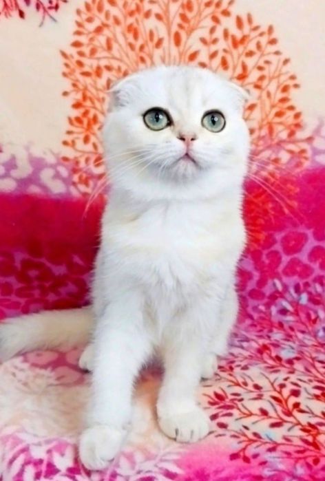 Чарівна крихітка Зеленоока красунечка шотландочка