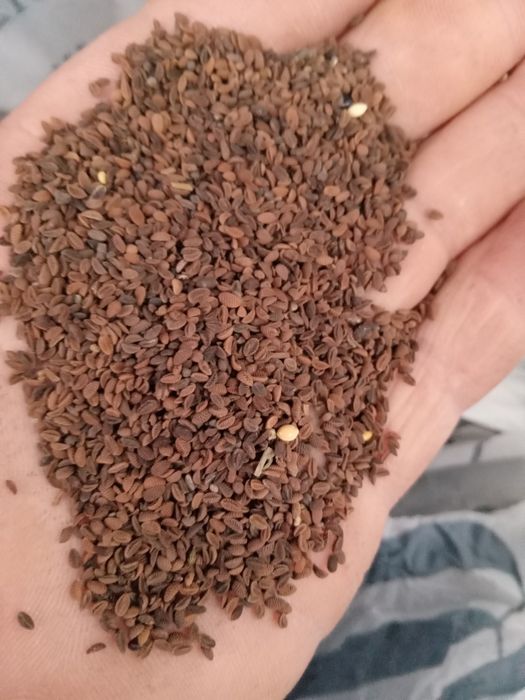 Продаю зерно пшениці ячмень