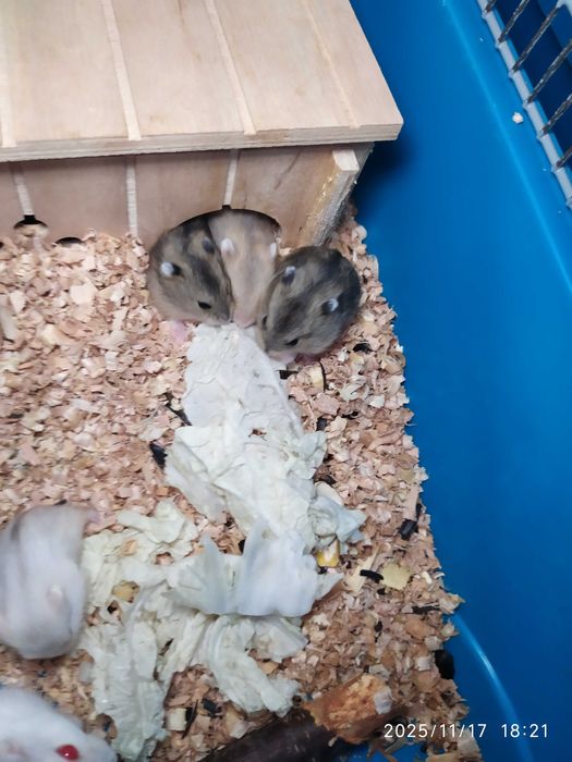 Хомяки Джунгарские