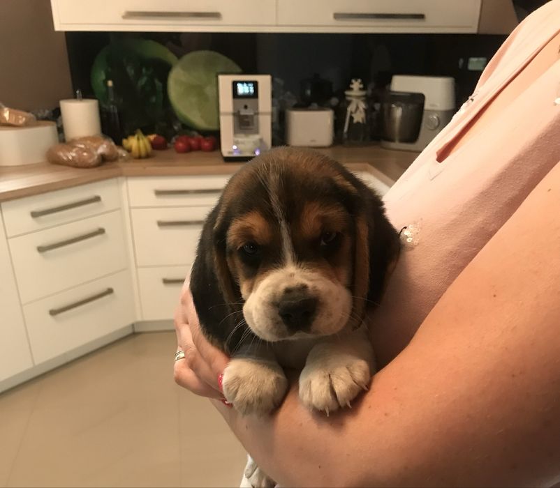 Beagle tricolor! Wybitny z rodowodem.