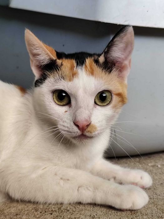 TRICOLOR (Fêmea, 2 Anos) - Para Adoção