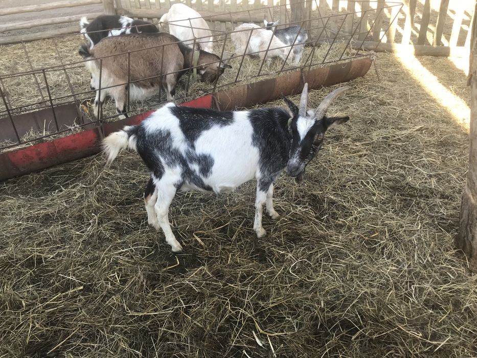 Молочна коза.