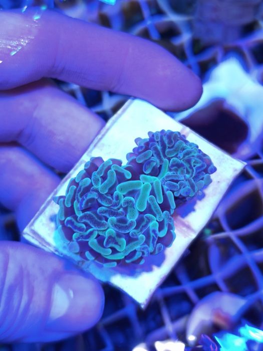 Akwarium morskie szczepki