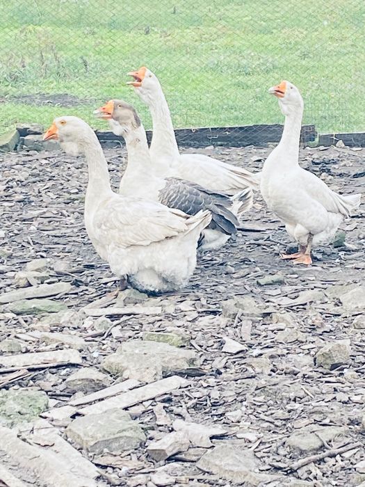 Продам Гусей Холмогори