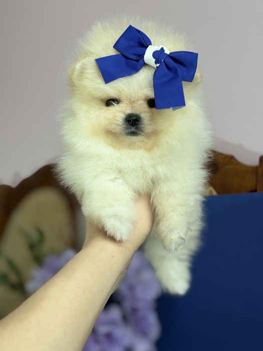 дівчинка шоу классу тип ведмедик