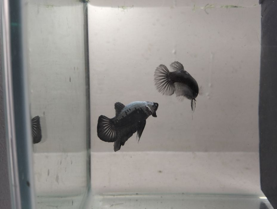 Casais de bettas