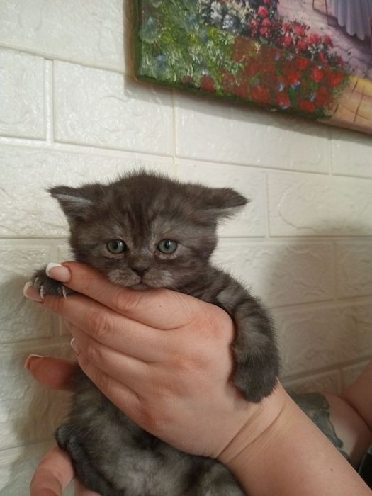 Шотландські кошенята