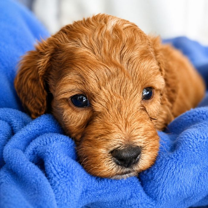 Cockapoo dziewczynka