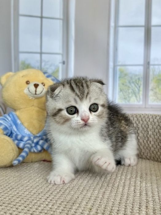 Шотландський висловухий малюк 2 міс.