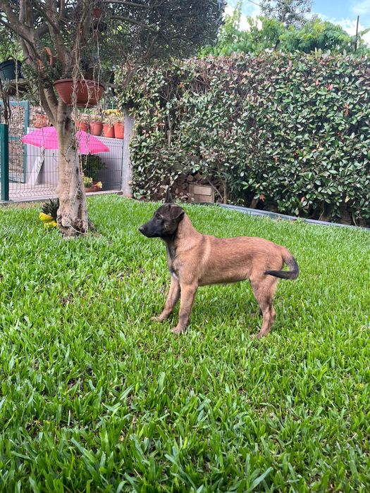 Pastor belga malinois