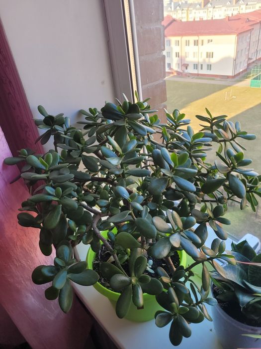 Віддам даром  вазони