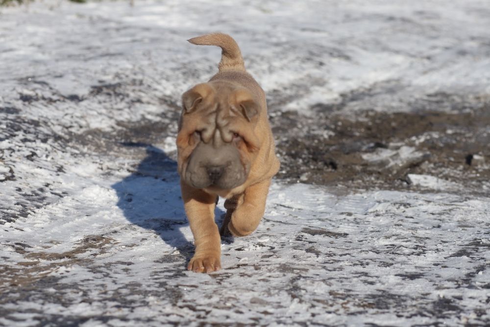 Ізабелловий хлопчик