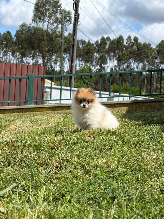Spitz Disponivel