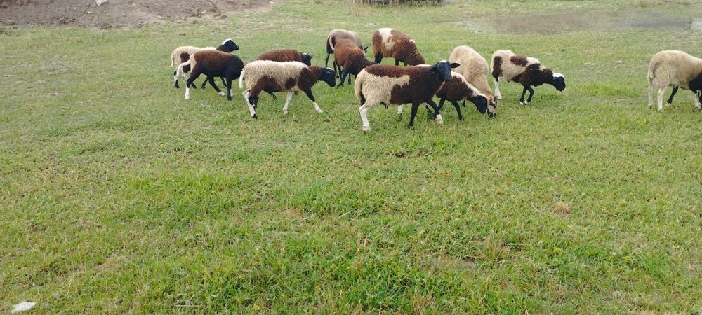 Tryki ,Baranki Dorper