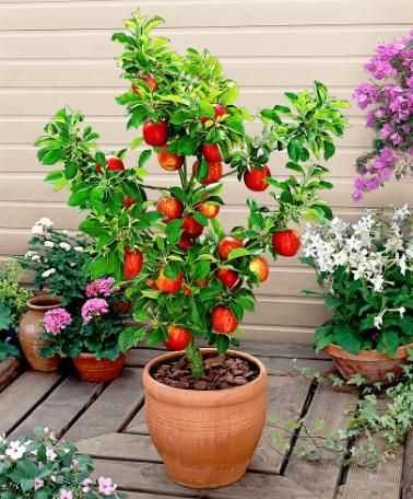Árvores de fruto anãs para VASOS, PATEOS, VARANDAS Apenas envios