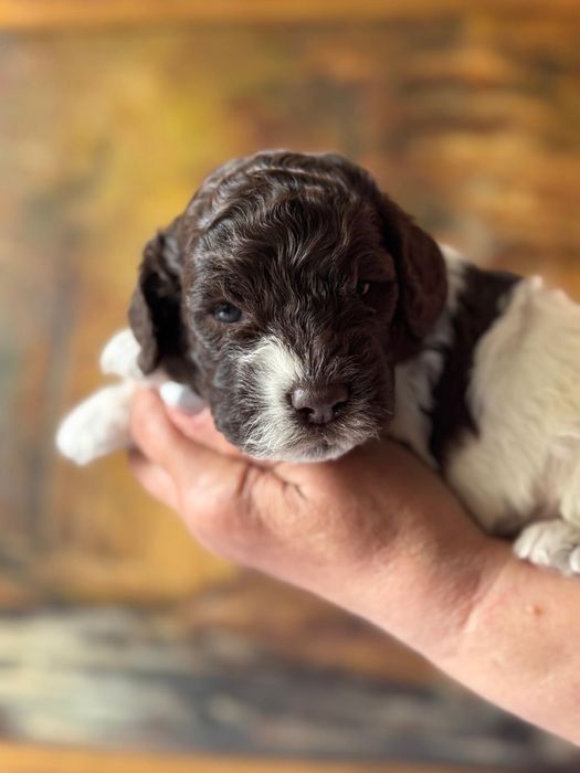 Lagotto Romagnolo ZKwP FCI. Biało brązowy