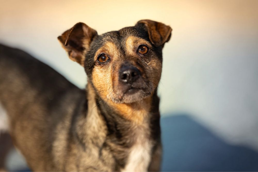 Mały wrażliwy uroczy Minio do adopcji