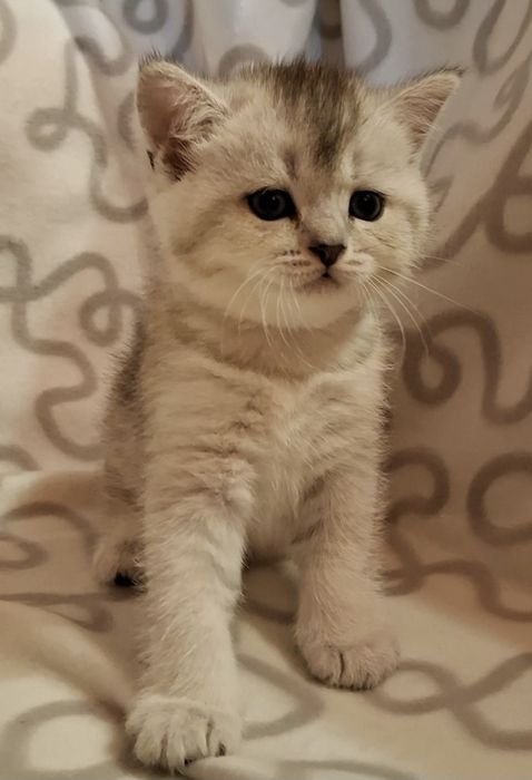 Красавчик котёнок из Одессы