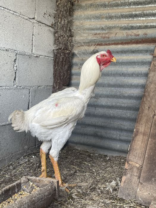 Ovos de Indio Gigante
