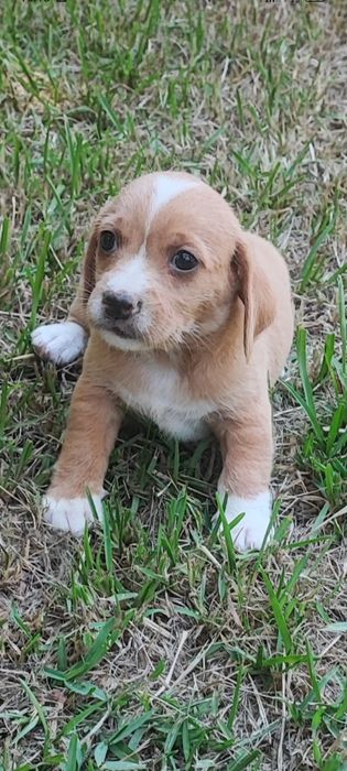 Cachorro para adoção responsável.