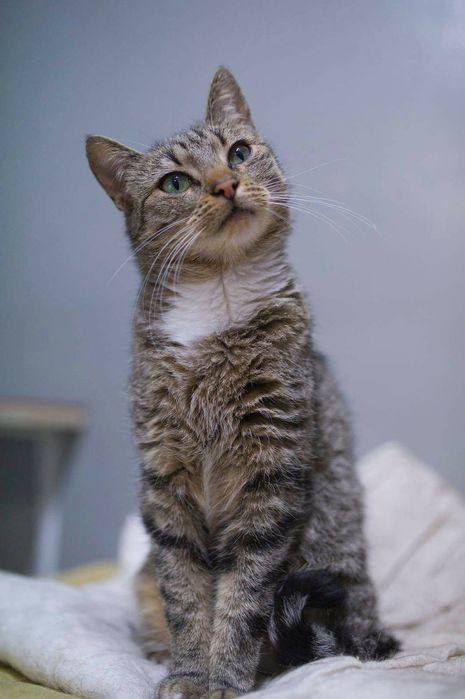 Funia miła młoda kotka